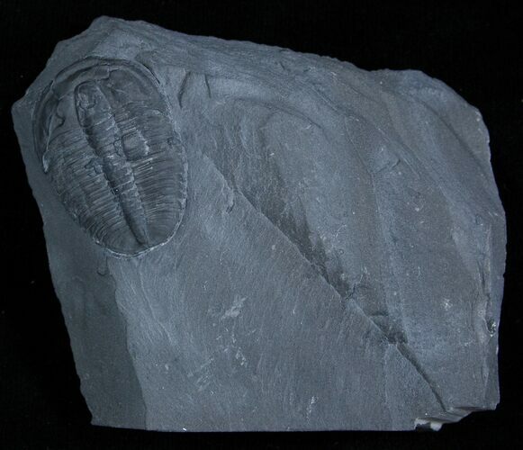 Elrathia Kingii Trilobite in matrix #248